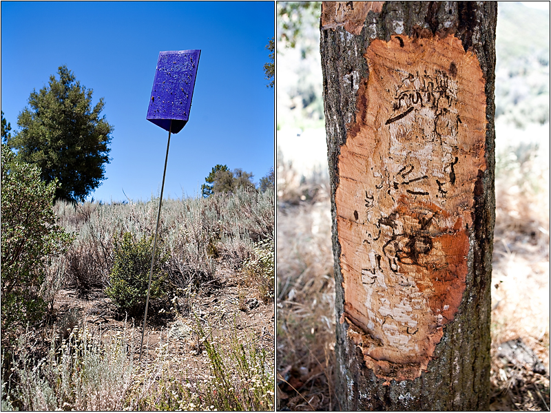 goldspotted_oak_borer_04 goldspotted_oak_borer_04