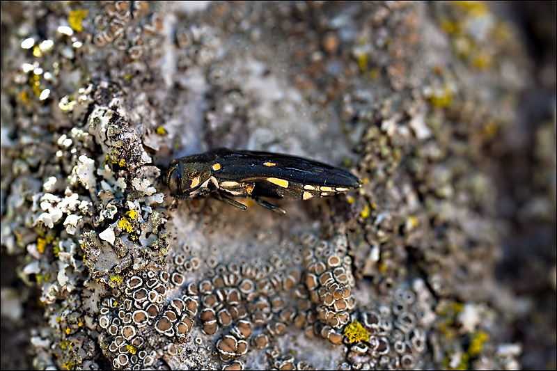 goldspotted_oak_borer_05 goldspotted_oak_borer_05