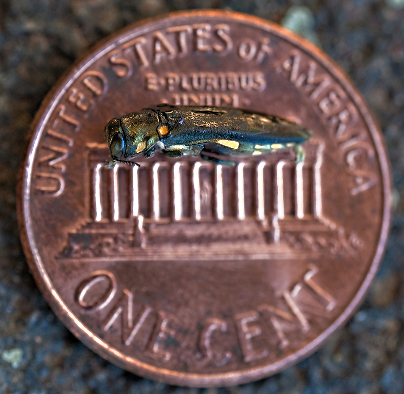 goldspotted_oak_borer_06 goldspotted_oak_borer_06