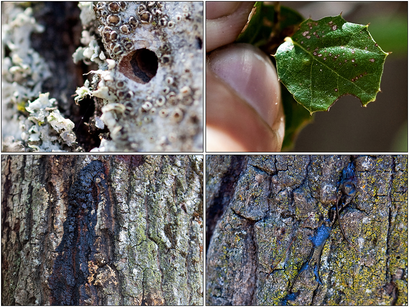 goldspotted_oak_borer_07 goldspotted_oak_borer_07