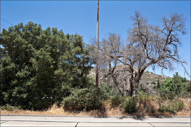 goldspotted_oak_borer_08 goldspotted_oak_borer_08