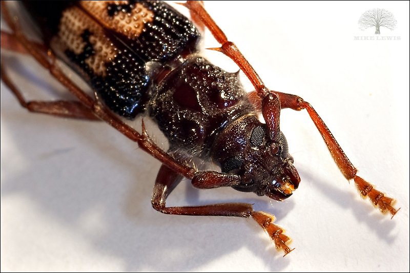 03_eucalyptus_longhorned_borer_cisr 03_eucalyptus_longhorned_borer_cisr